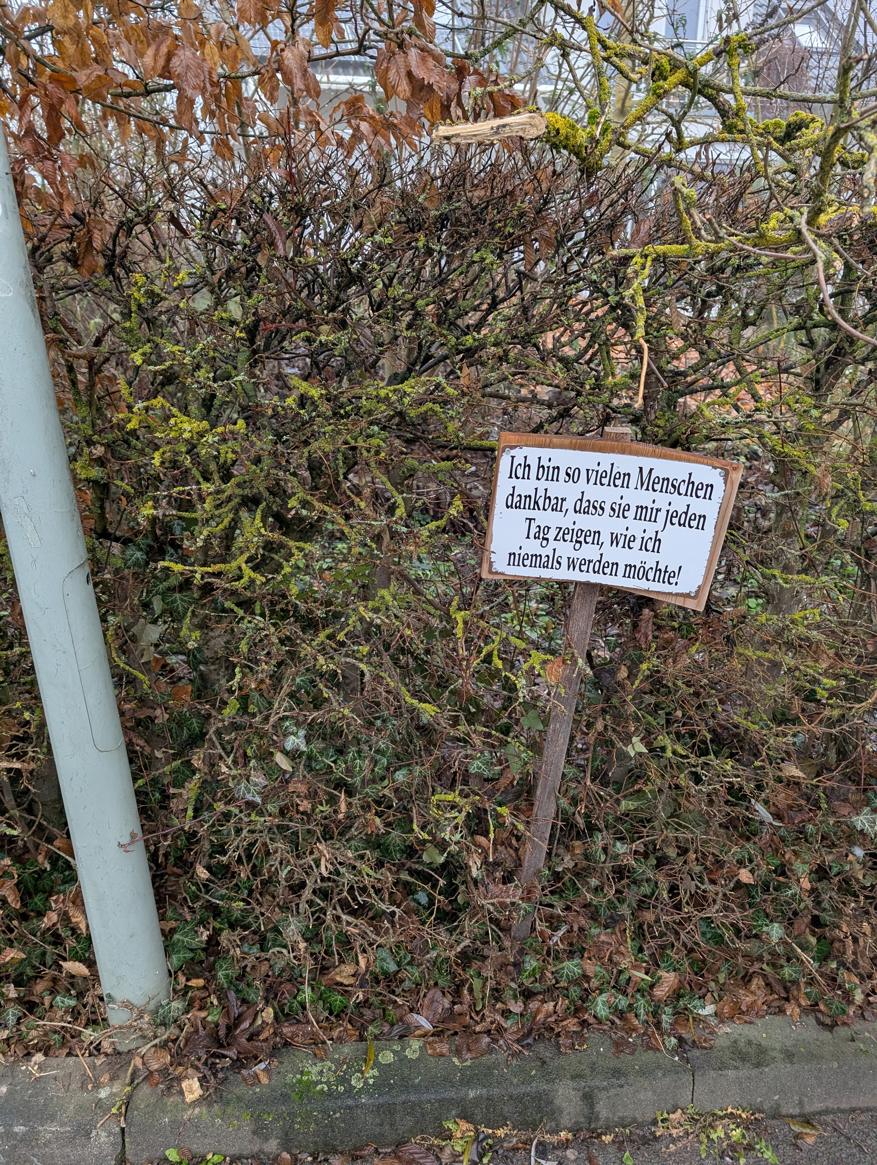 Ein bekannter Vertrauter auf dem Weg zum Einkaufen